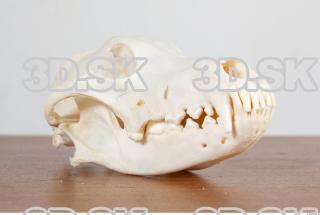 Skull photo reference 0011